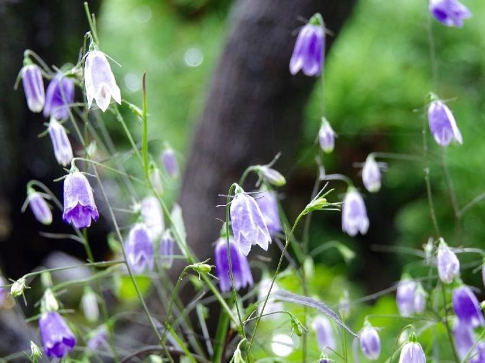 イワシャジン　紫色の花