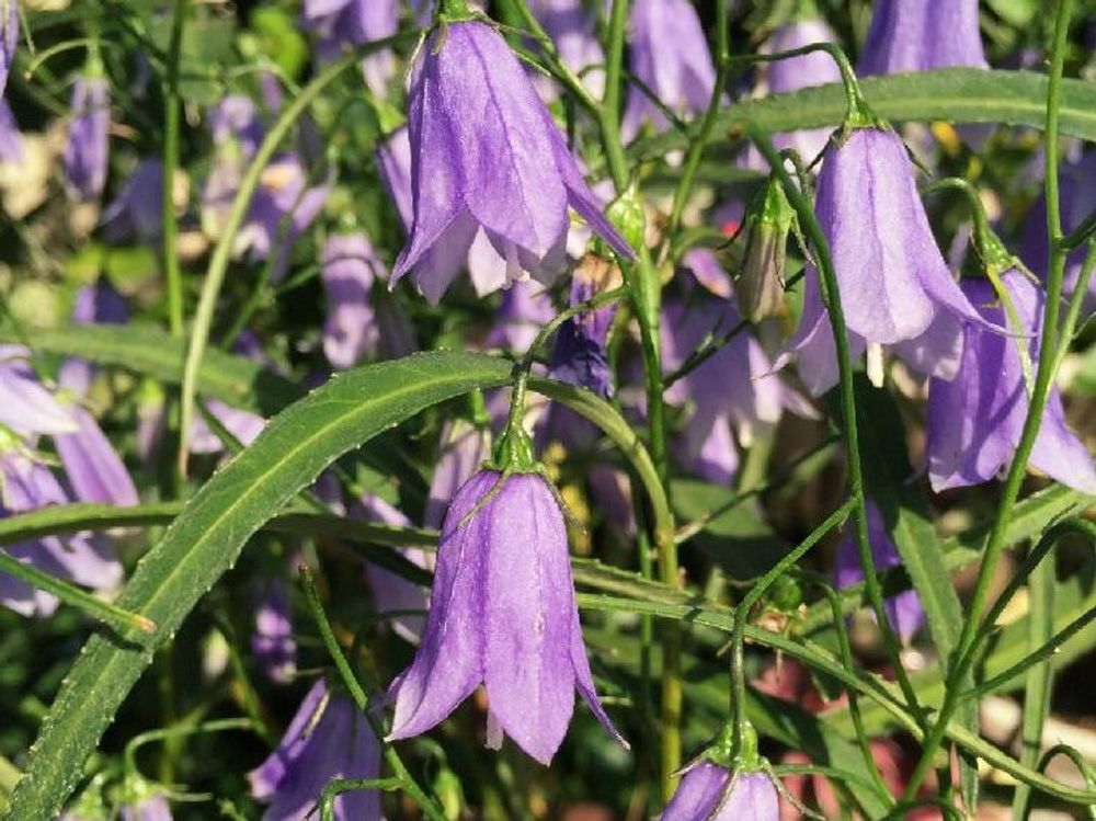 イワシャジン　紫色の花
