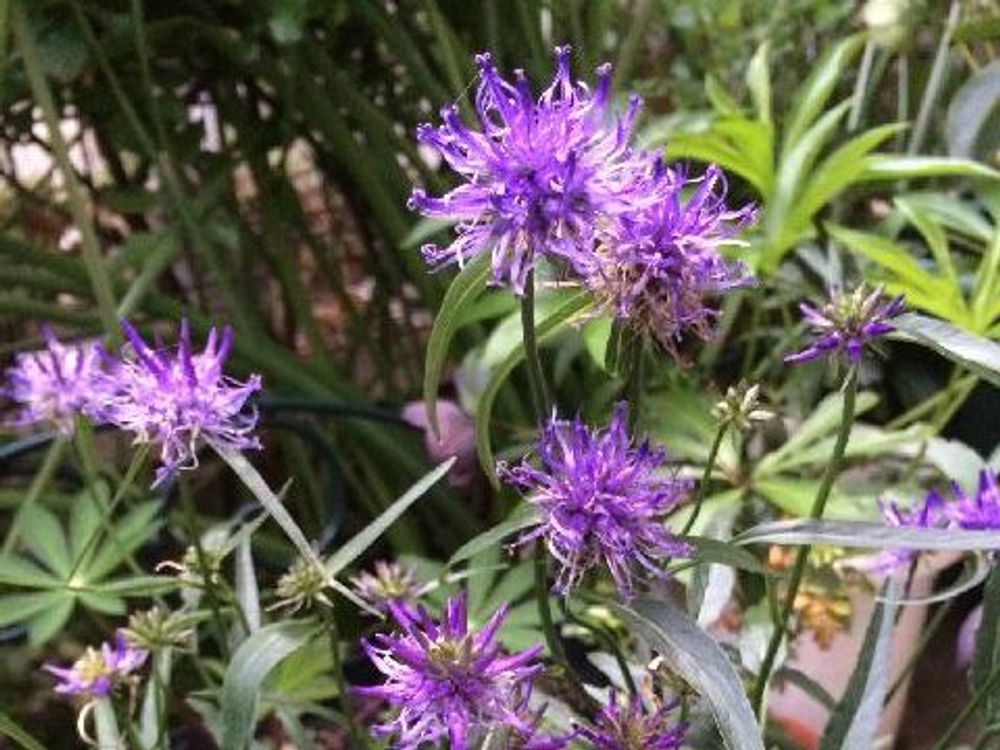 タマシャジン　紫色の花