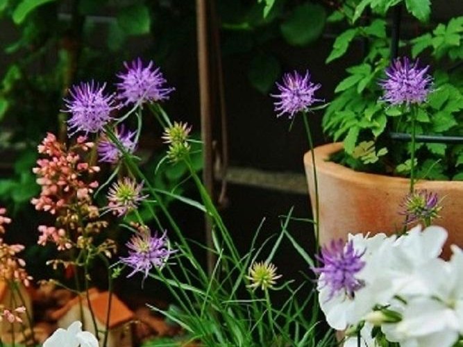 タマシャジン　紫色の花