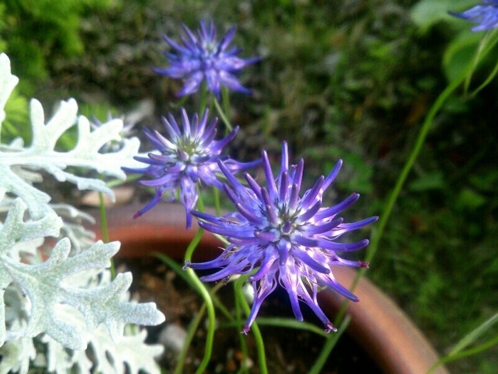 タマシャジン　紫色の花