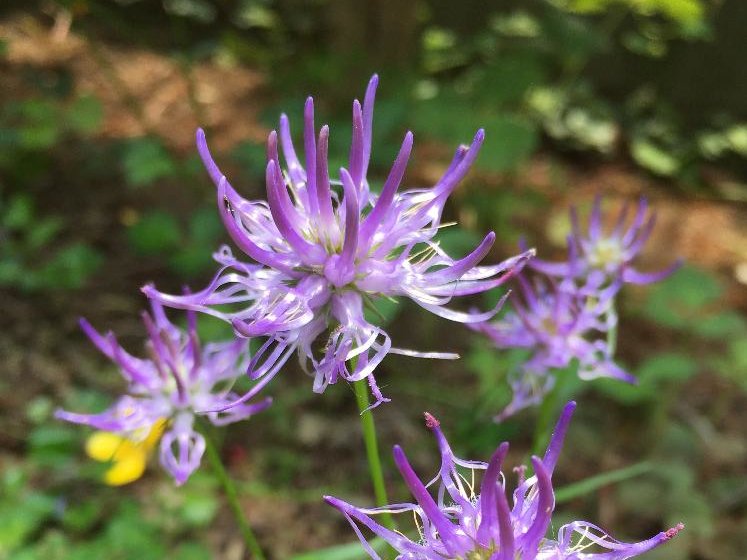 タマシャジン　紫色の花