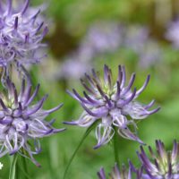 タマシャジンの育て方｜種まきや植え替えの時期は？の画像