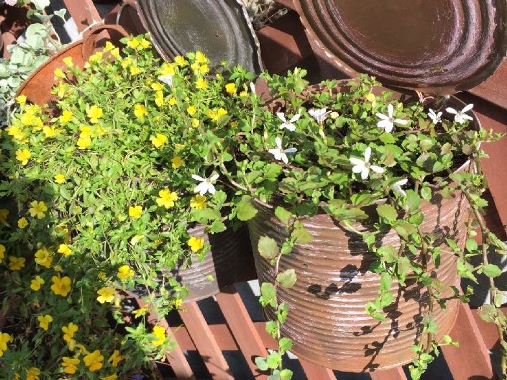 プラティア　鉢植え　黄色い花