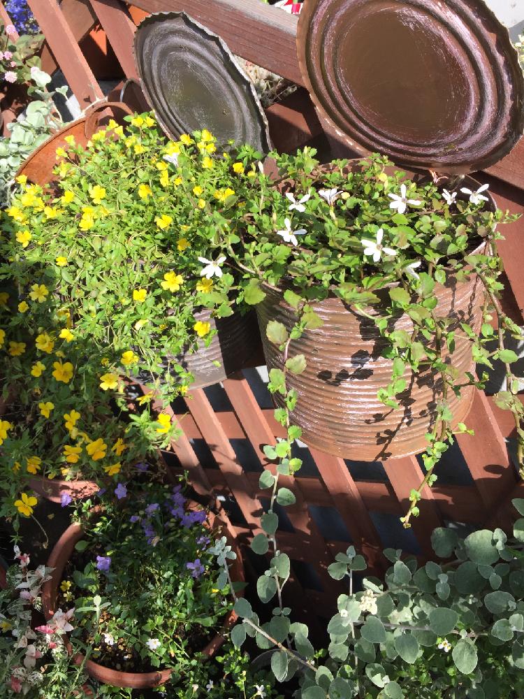 プラティアの育て方 水やりや植え替え時期は 栽培に適した場所は Greensnap グリーンスナップ