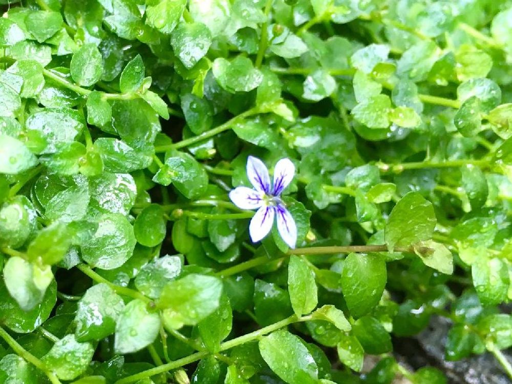 プラティア　葉　水滴