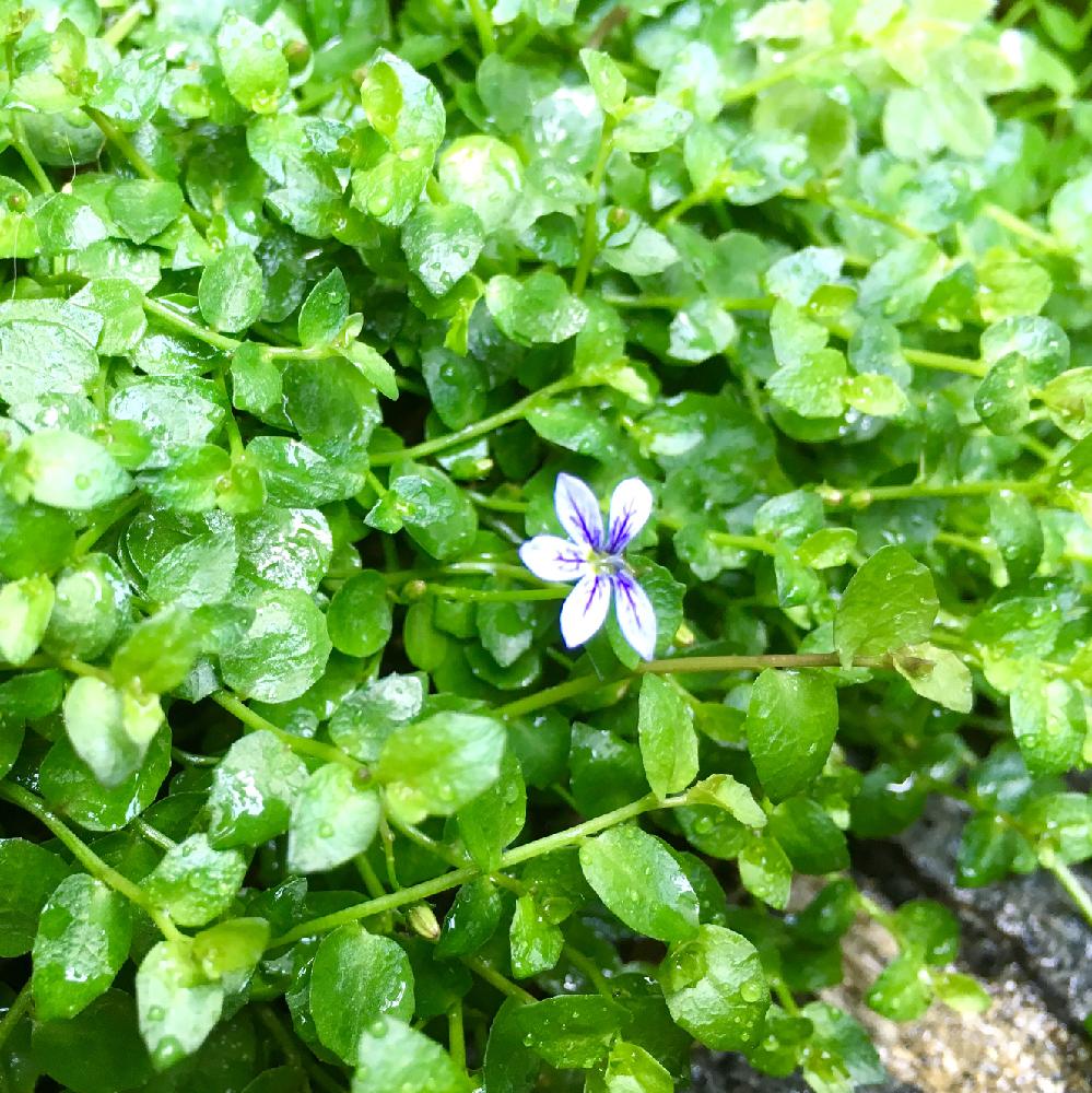 プラティアの育て方 水やりや植え替え時期は 栽培に適した場所は Greensnap グリーンスナップ