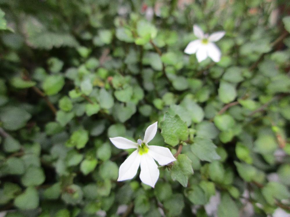 プラティア　白い花