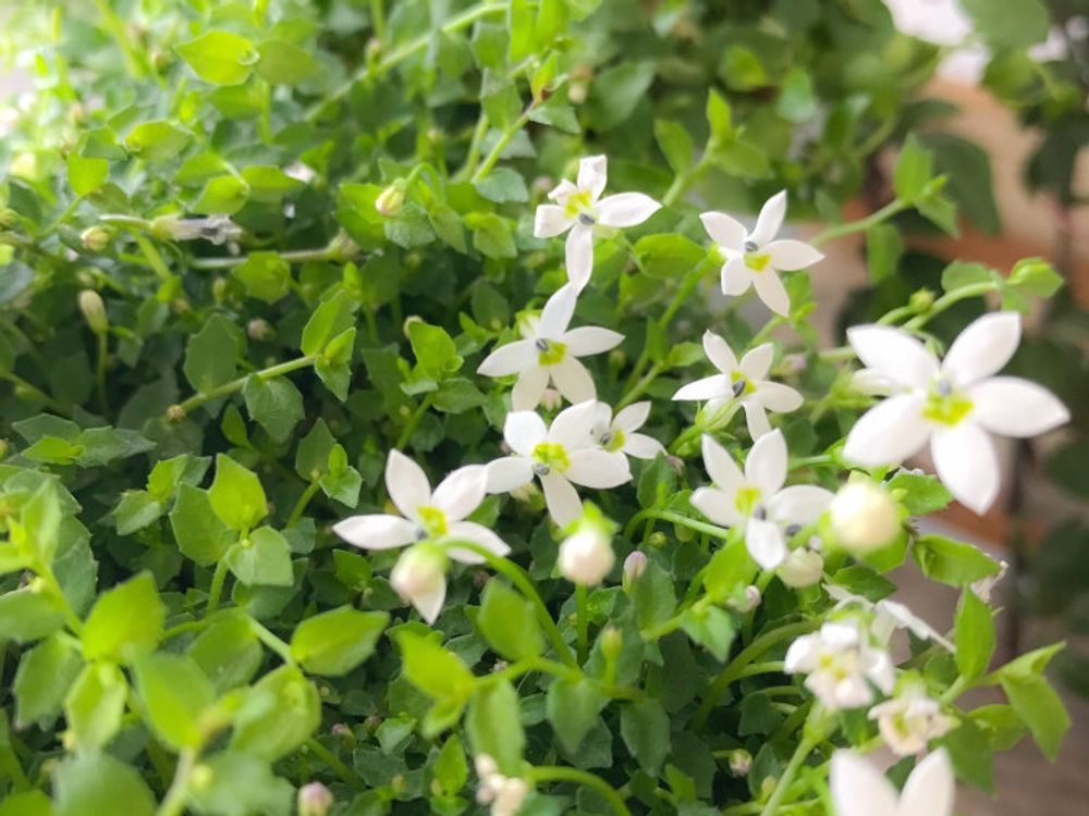 プラティア　白い花