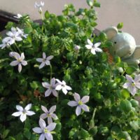 プラティアの育て方｜水やりや植え替え時期は？栽培に適した場所は？の画像