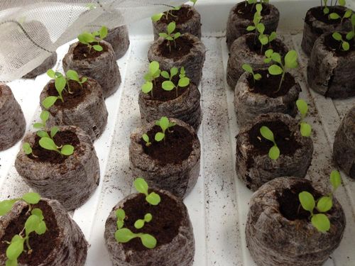 サニーレタス リーフレタス の育て方 種まき時期や収穫方法は プランター栽培もできる Greensnap グリーンスナップ