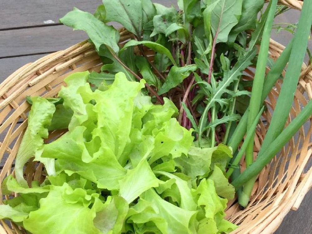 サニーレタス　葉の収穫