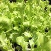 サニーレタスのプランター栽培｜種まき時期から収穫時期まで何日？の画像