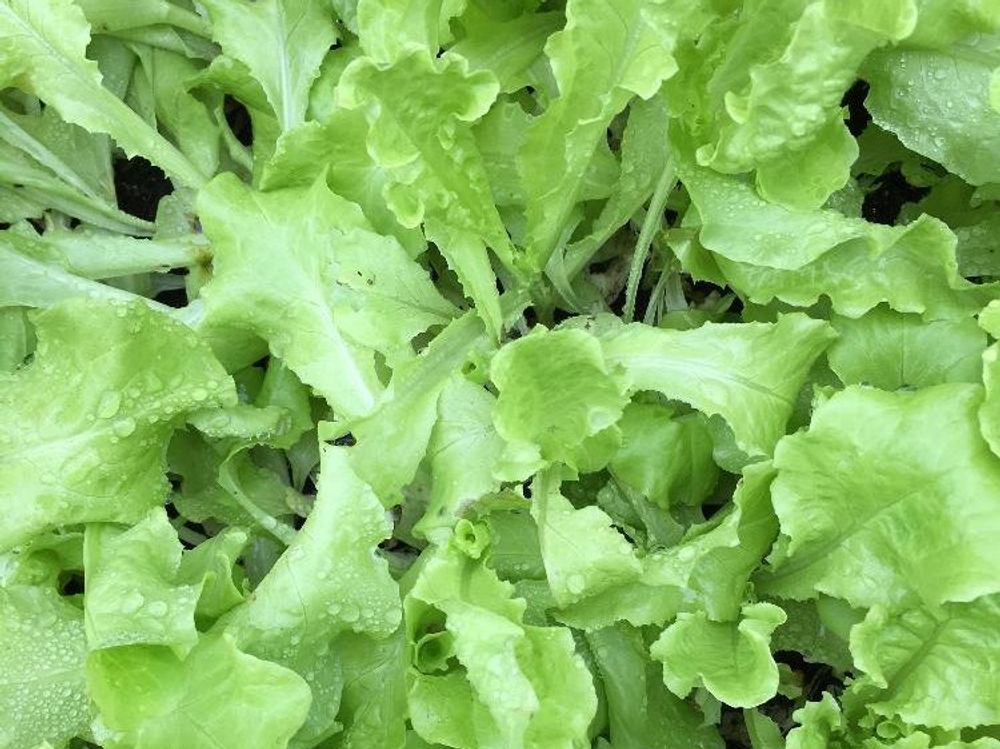 サニーレタス　葉
