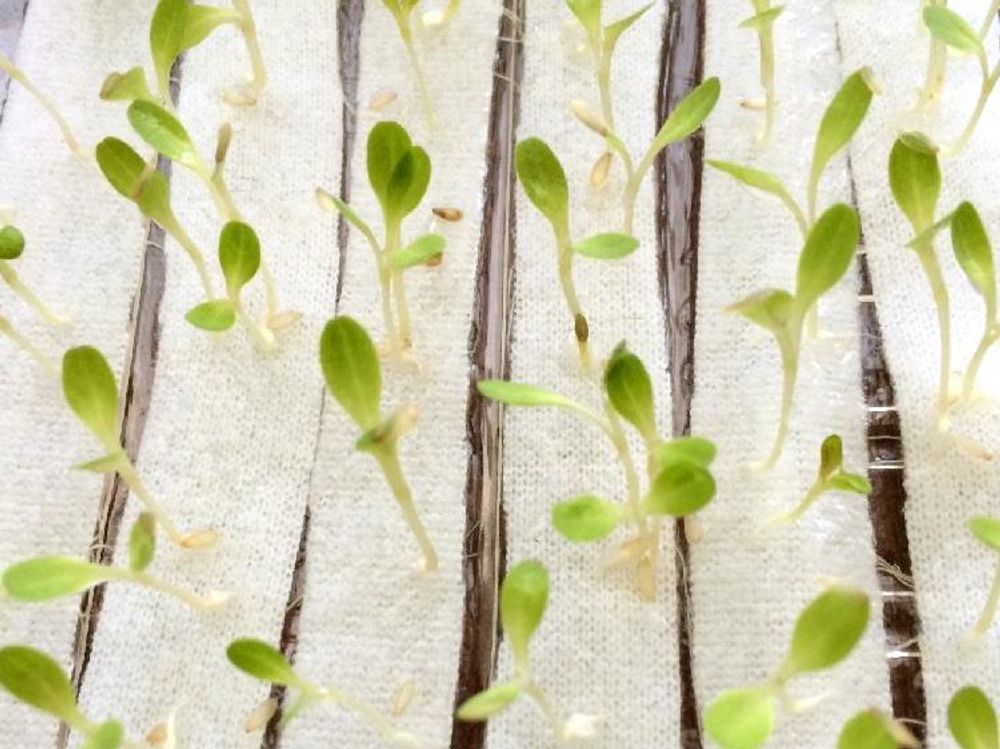 サニーレタス　株から発芽