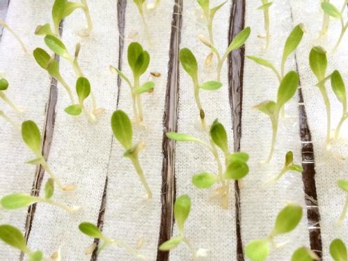サニーレタス リーフレタス の育て方 種まき時期や収穫方法は プランター栽培もできる Greensnap グリーンスナップ