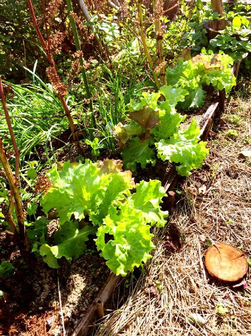 サニーレタスの育て方 植え付けや収穫時期は プランター栽培できる Greensnap グリーンスナップ