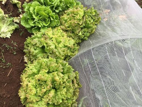 サニーレタスの育て方 植え付けや収穫時期は プランター栽培できる Greensnap グリーンスナップ サニーレタスの育て方 植え付けや収穫時期は プランター栽培できる Greensnap グリーンスナップ