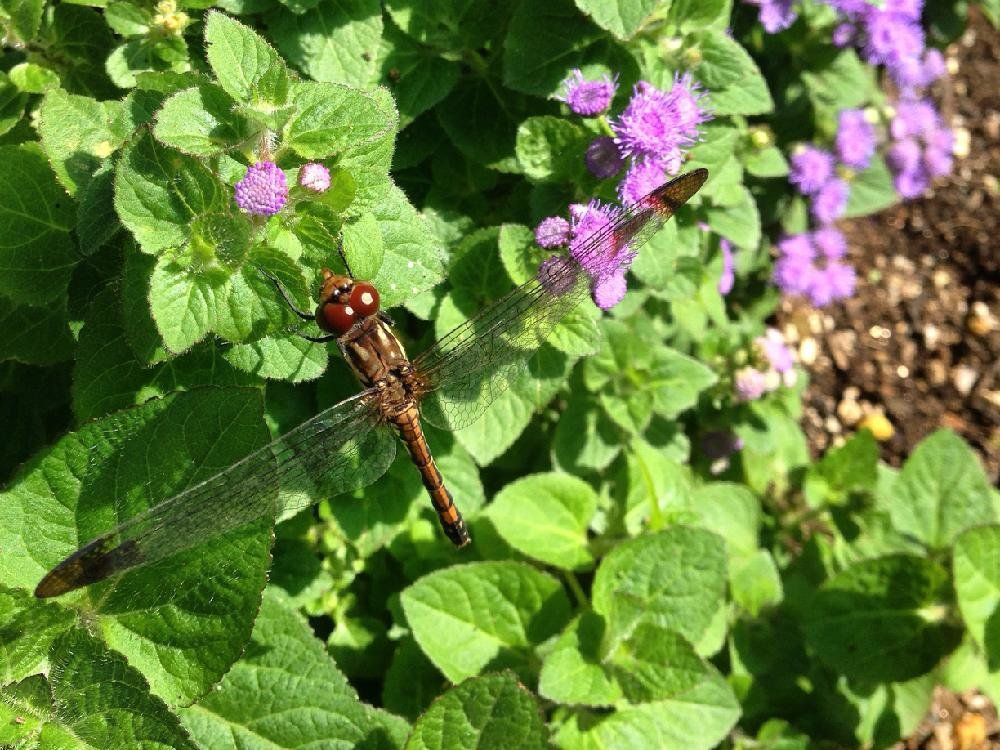 アゲラタム(カッコウアザミ)　葉　トンボ