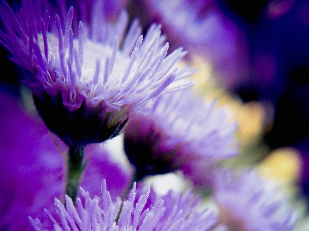 アゲラタム(カッコウアザミ)　紫色の花