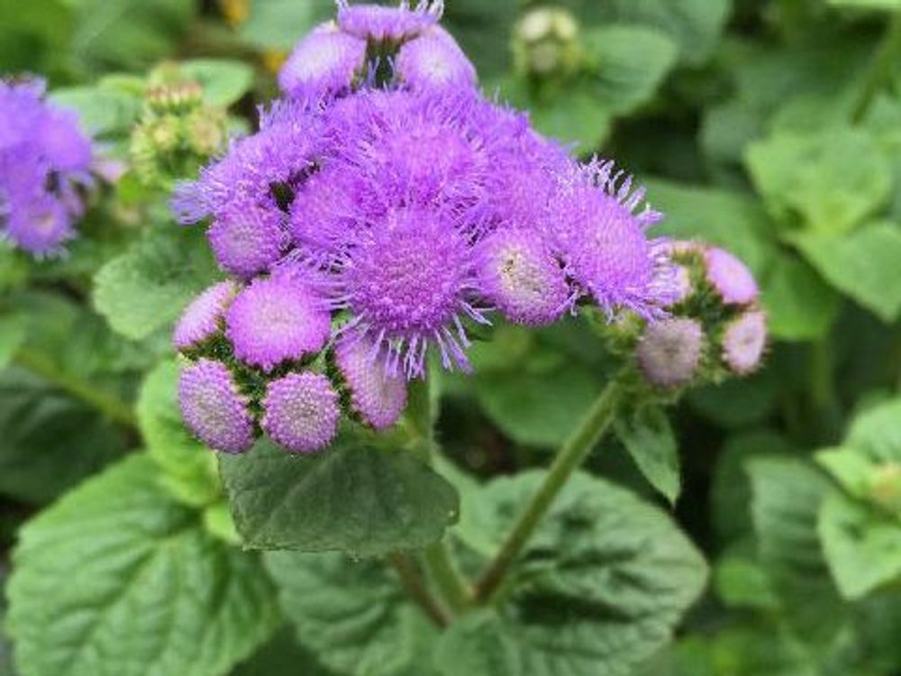 アゲラタム(カッコウアザミ)　ピンク色の花