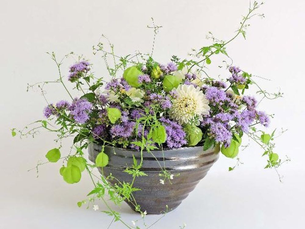 アゲラタム(カッコウアザミ)　鉢植え　寄植え