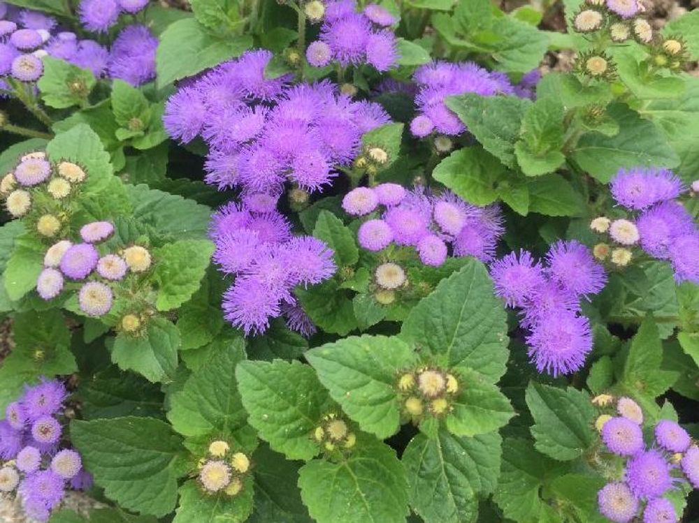 アゲラタム(カッコウアザミ)　紫色の花　地植え