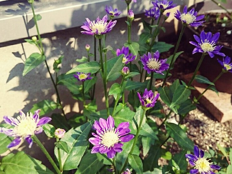 都忘れ(ミヤコワスレ)　紫色の花