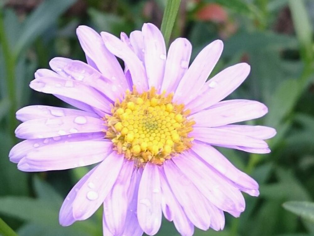 都忘れ(ミヤコワスレ)　ピンク色の花