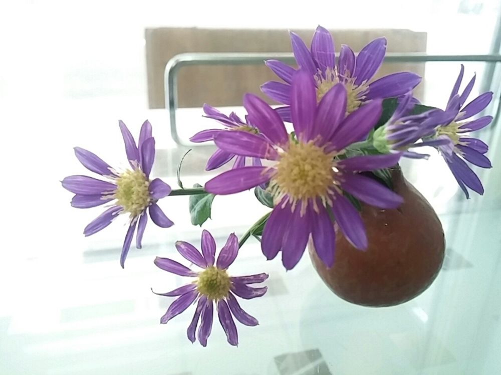 都忘れ(ミヤコワスレ)　紫色の花