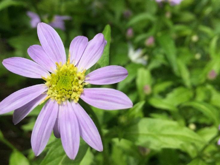 ミヤコワスレ(都忘れ)の育て方｜植え替え時期や水やりの方法は