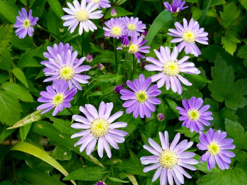 都忘れ(ミヤコワスレ)　紫色の花