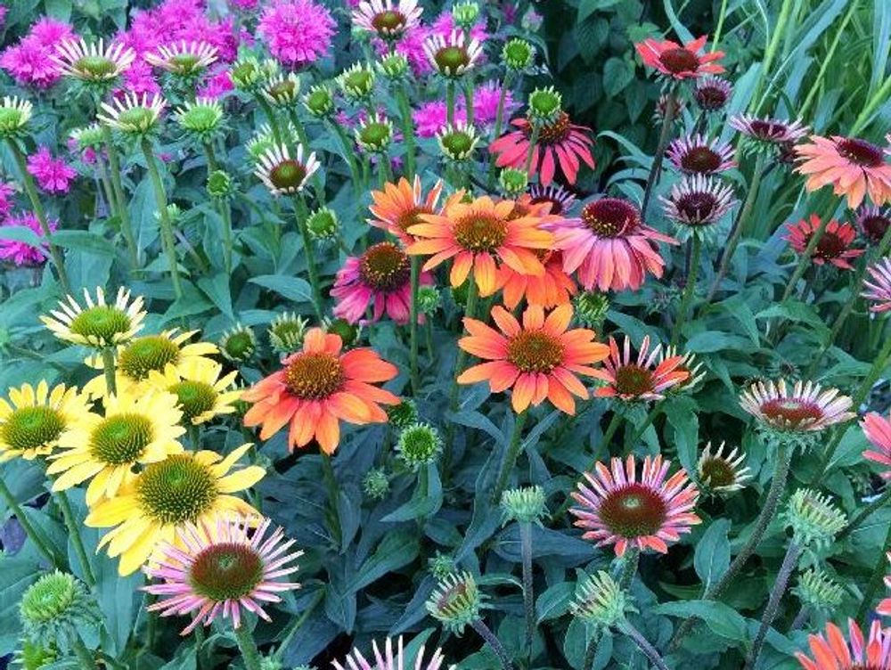 エキナセア　花畑　カラフル