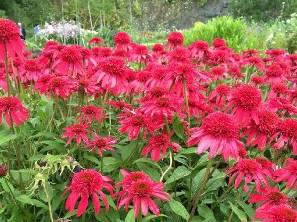 エキナセア　赤い花　地植え　花畑