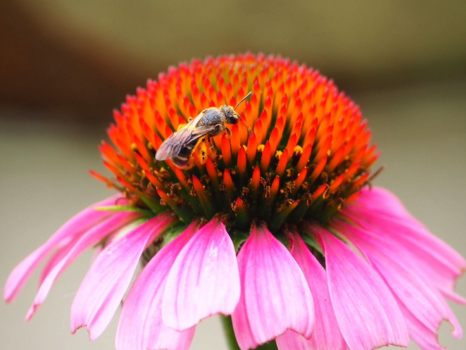 エキナセア　赤い花　蜂