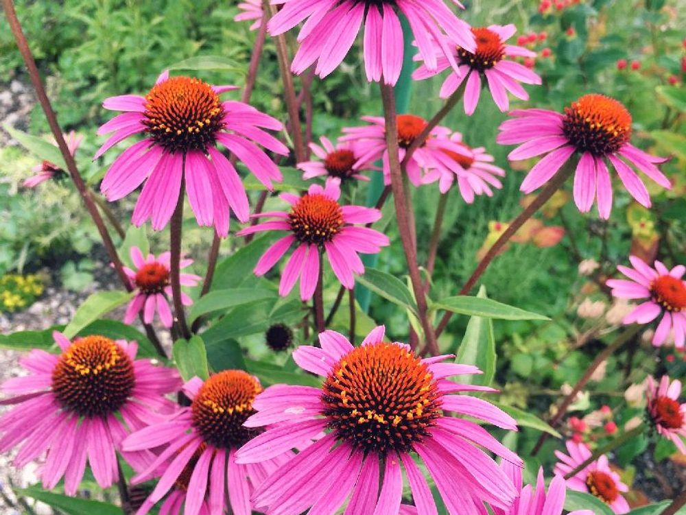 エキナセア　ピンク色の花