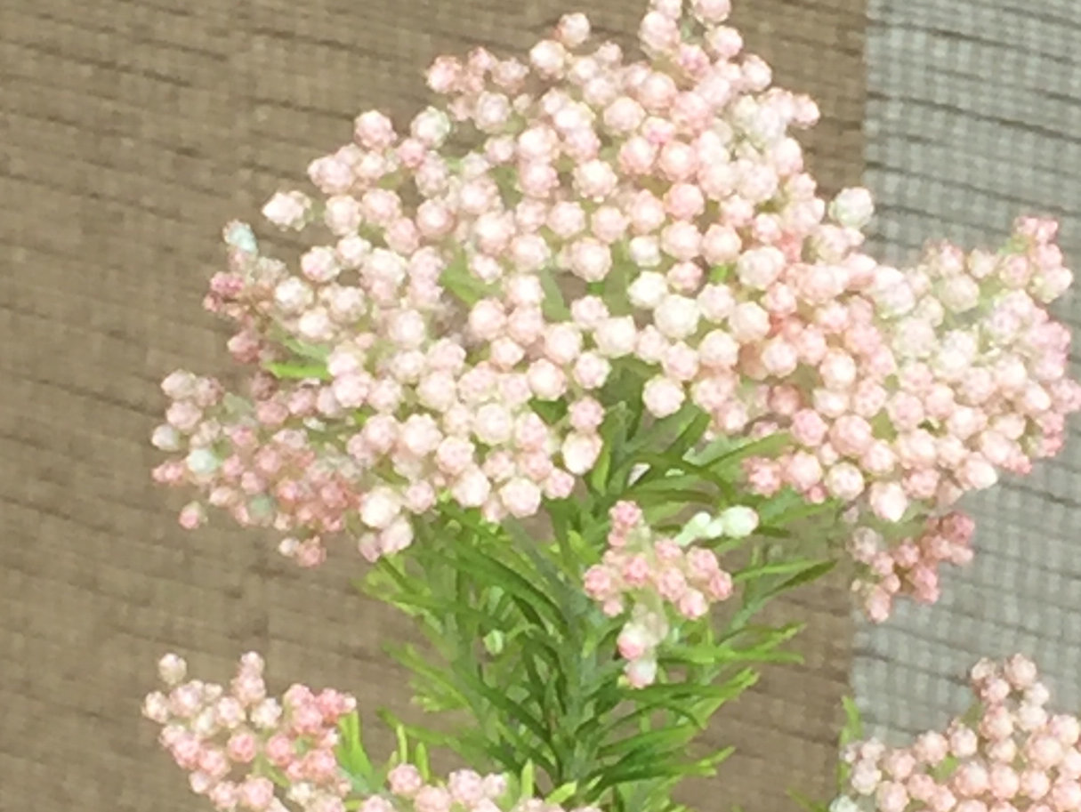 ライスフラワー　ピンク色の花