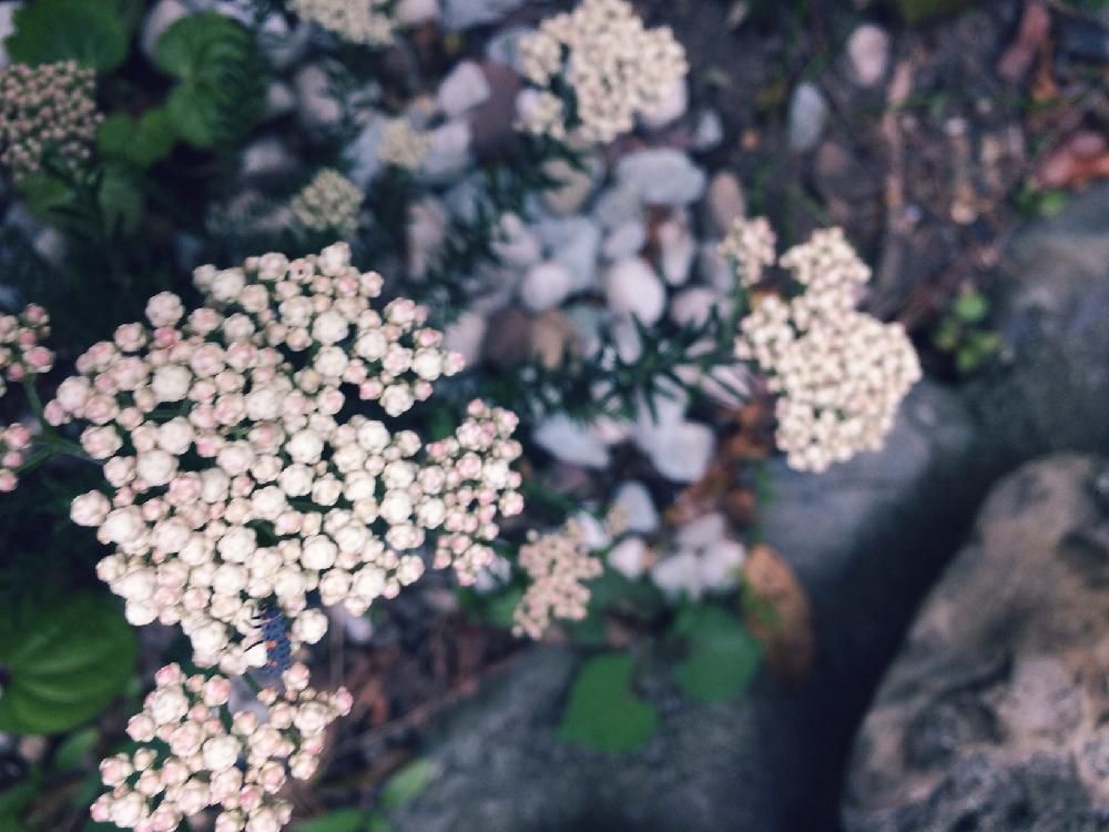 ライスフラワー　薄桃色の花