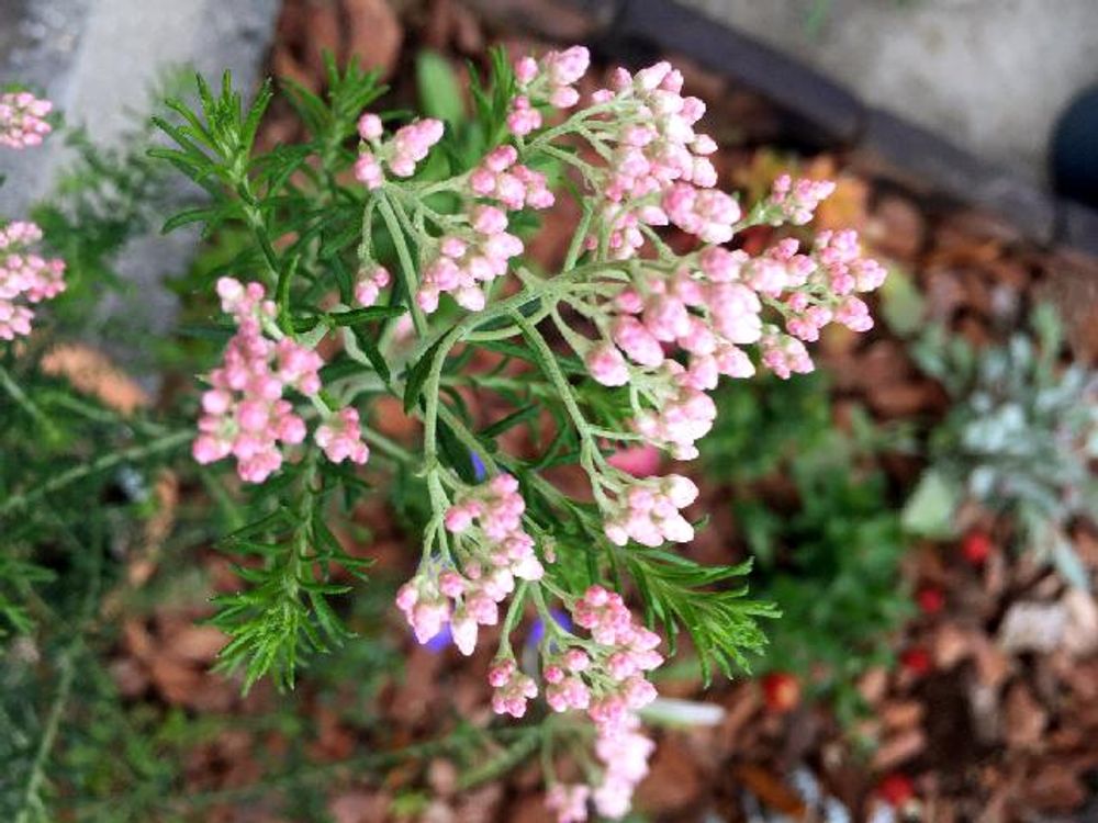 ライスフラワー　ピンク色の花