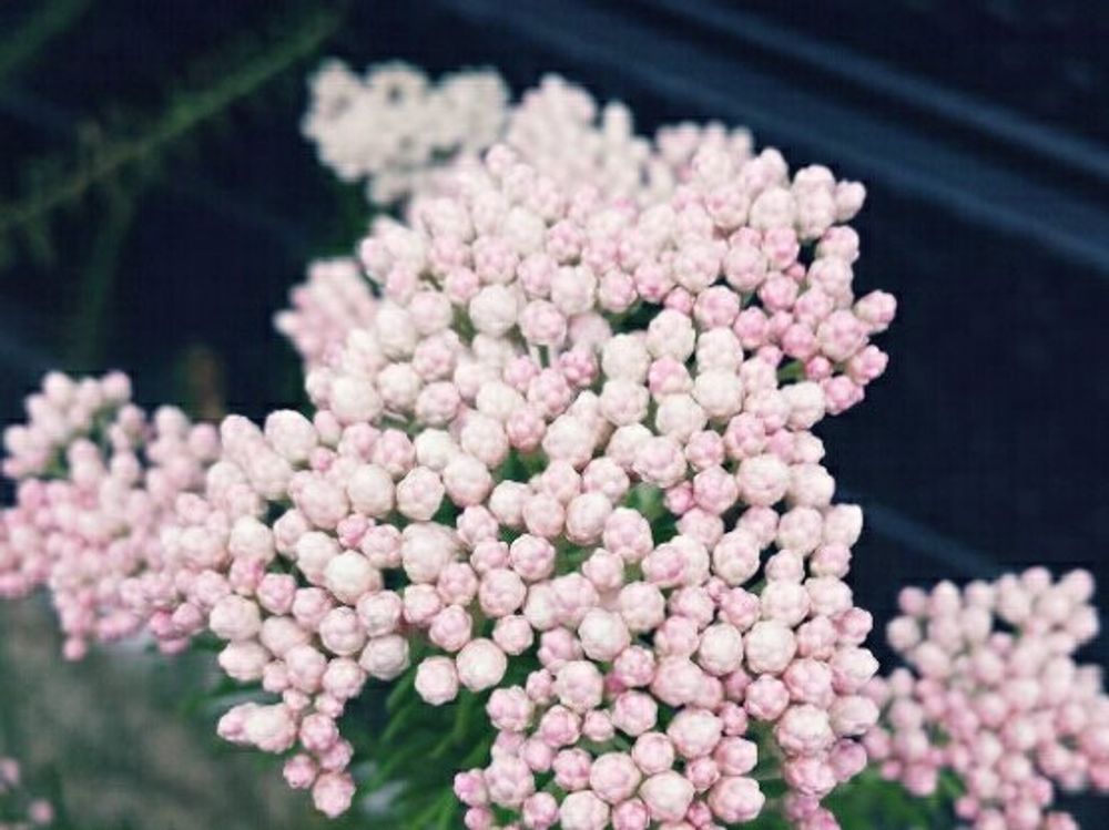 ライスフラワー　薄桃色の花