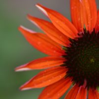 エキナセアの育て方｜種まき、苗の植え替え時期は？冬越しはできる？の画像
