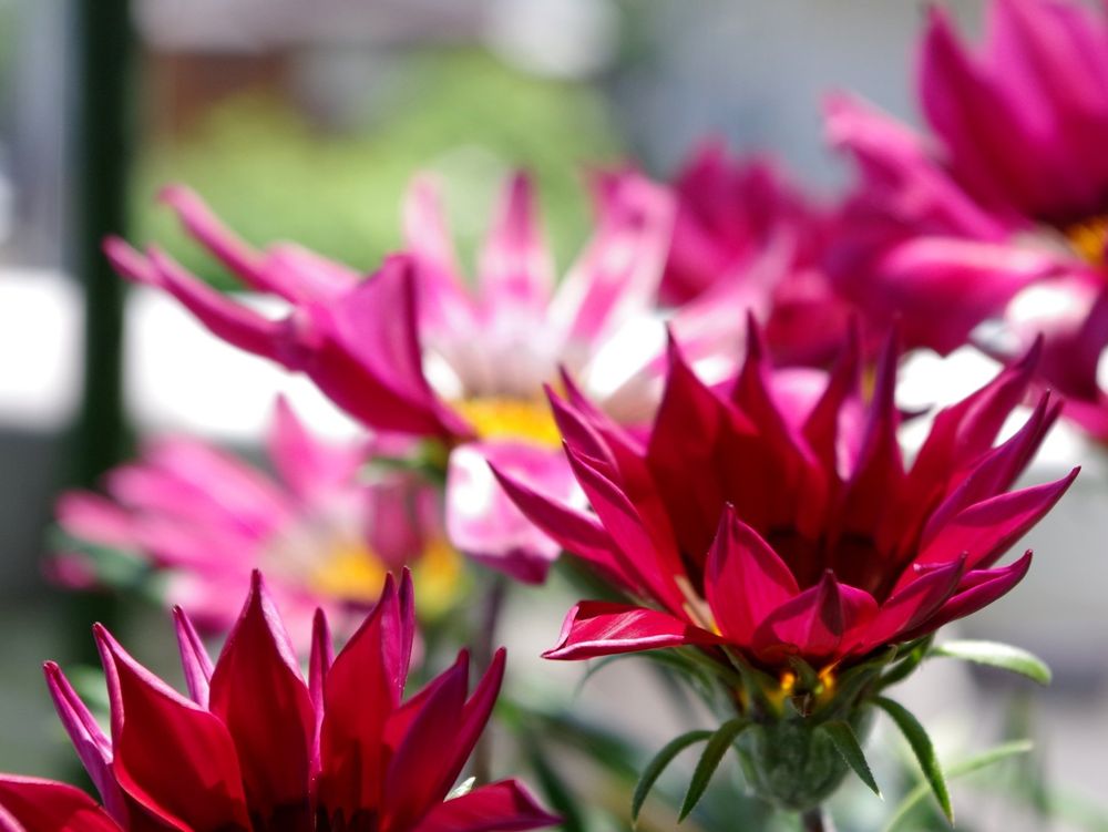 ガザニア　赤い花