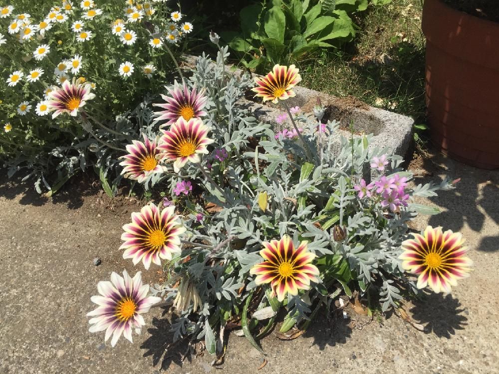 ガザニア　地植え　グラデーション