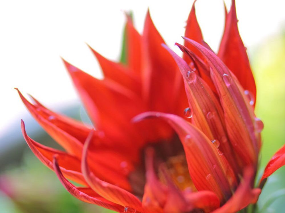 ガザニア　水滴のついた赤い花