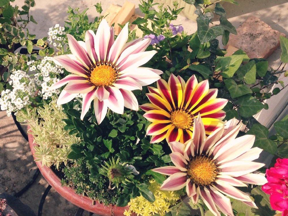 ガザニア　鉢植え　寄植え