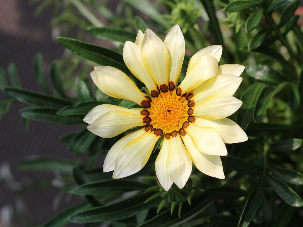 ガザニア　白い花