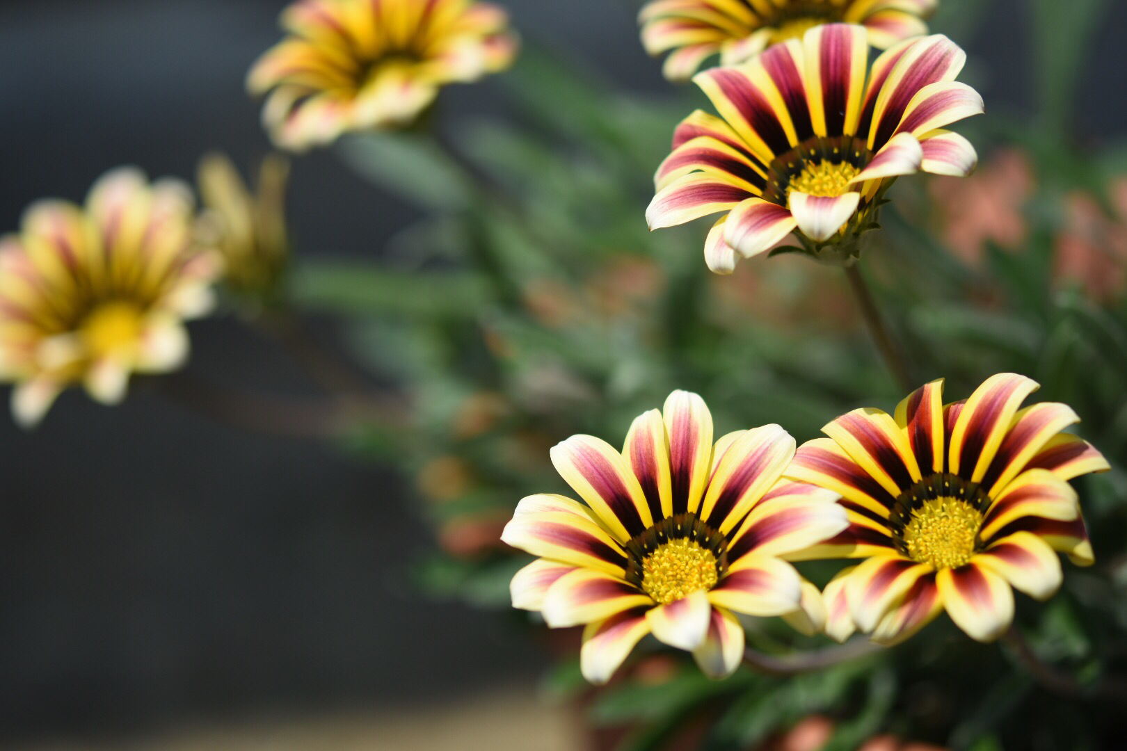 すべての美しい花の画像 これまでで最高のラザニア 花 育て 方