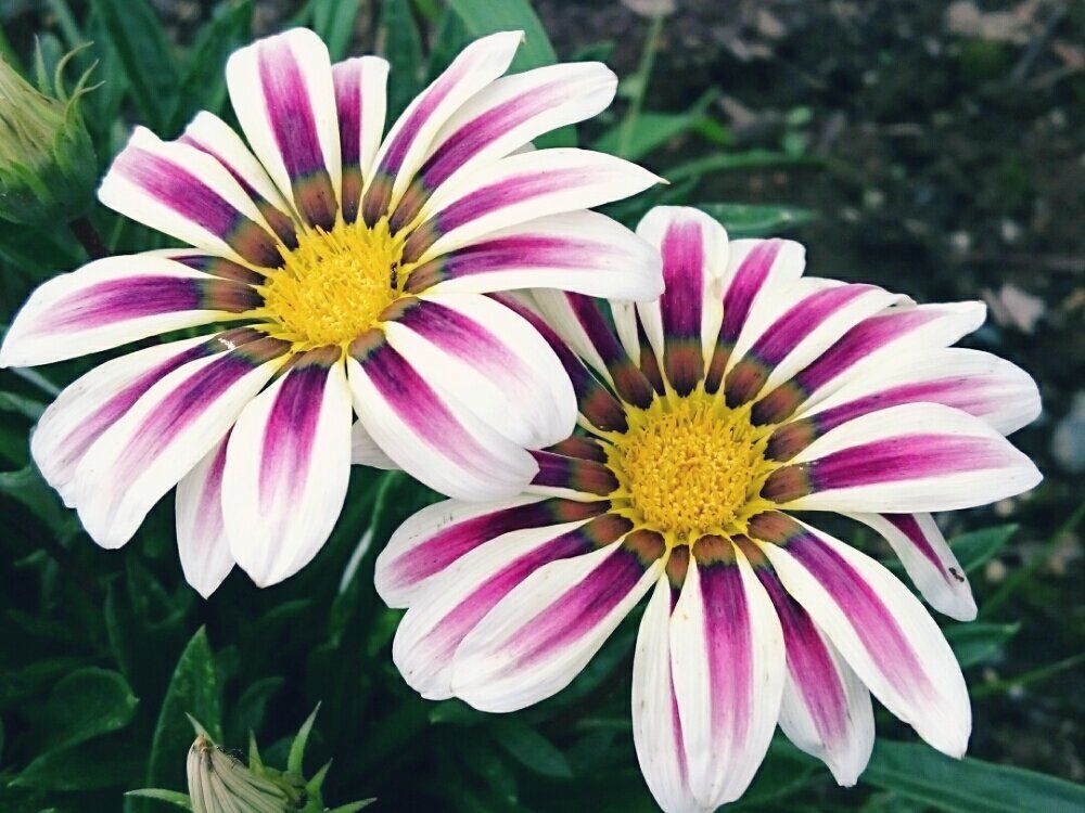 ガザニア　花　グラデーション