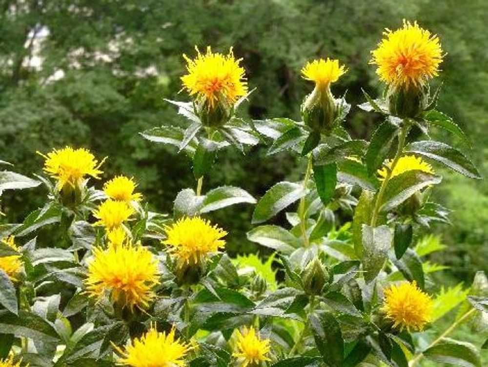 ベニバナ(紅花)　黄色い花