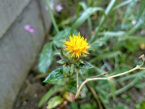 ベニバナ 紅花 の育て方 種まき時期や植え付け方法は Greensnap グリーンスナップ